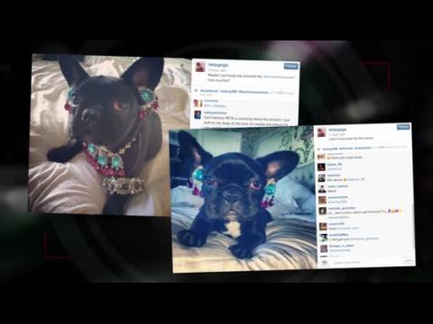 VIDEO : PETA comenta sobre los accesorios del perro de Lady Gaga