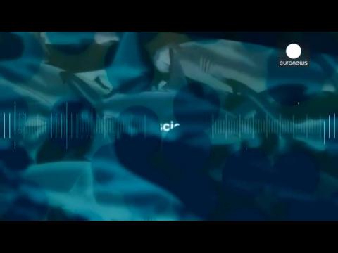 Requins : les dents de l’amer