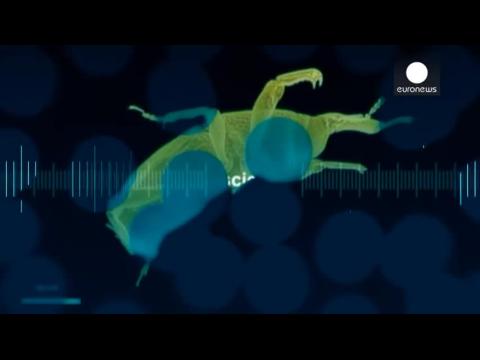 Les insectes hautement radiographiés