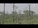 Deforestación en el Amazonas aumenta un 28% en un año
