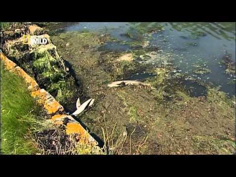 Le plus grand échouage de dauphins