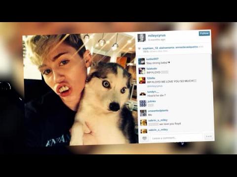 VIDEO : Miley Cyrus Breaks Down While Singing 'Landslide' Tribute To Late Dog