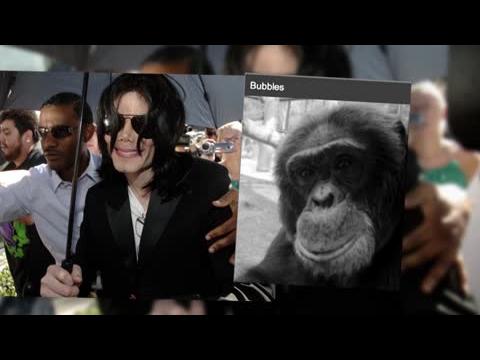 VIDEO : Bubbles, le chimpanz abandonn par la famille Jackson