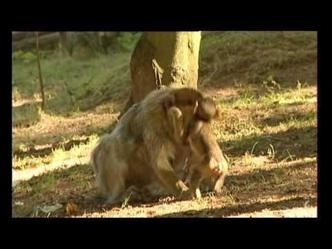 La Montagne des singes