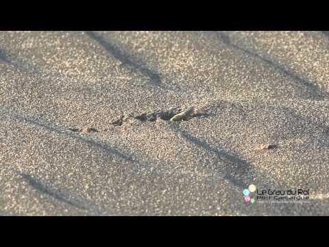 Plages de Camargue - Le Grau-du-Roi