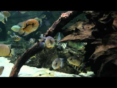 Bassin Aquarium de Paris - France