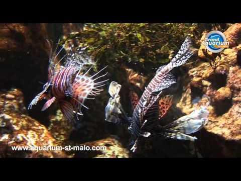 Le Grand Aquarium de Saint-Malo - France