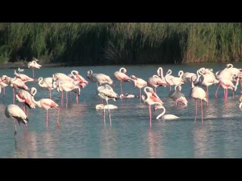 Camargue, France