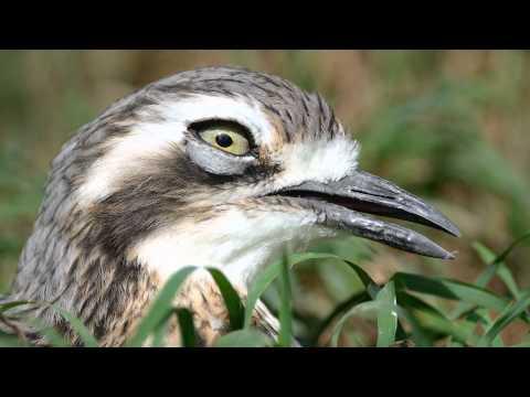 Parc des oiseaux - Villars-les-Dombes, France