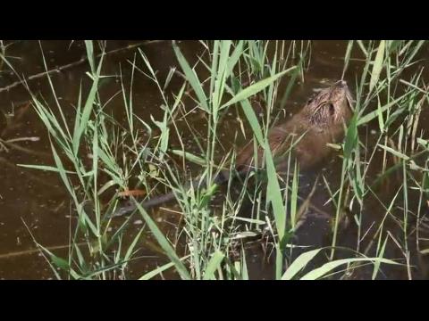 Nutria Chewing on Bulrush - Camargue Park (Parc naturel regional de Carmague) - France