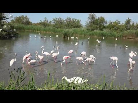 Camargue Park : Birds in the Lake - France